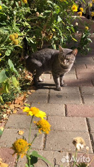 Кот в добрые руки