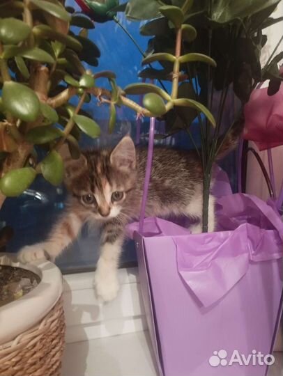 Кошка в дар