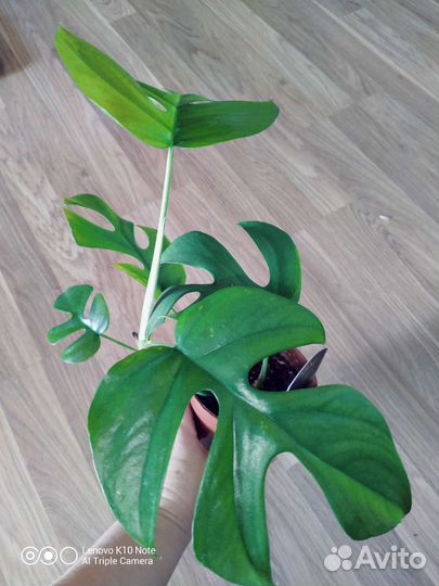 Монстера Минима