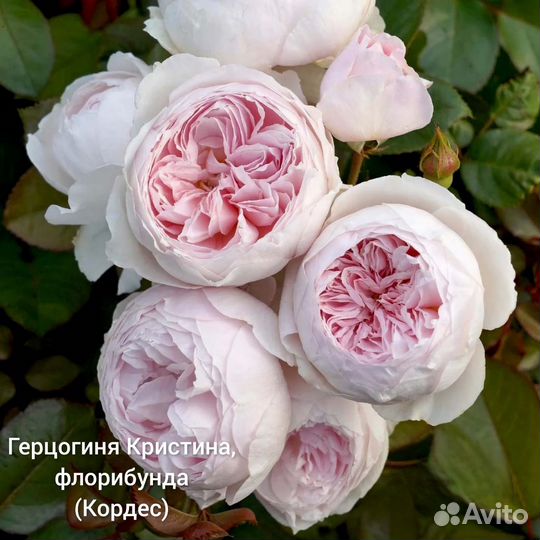 Саженцы роз