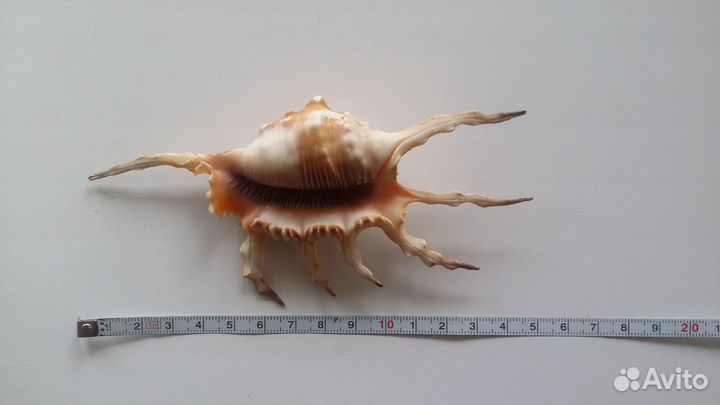 Скорпионовый лямбис морская раковина