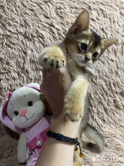 Абиссинские котята