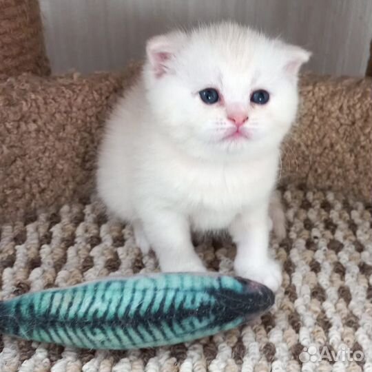 Шотландская