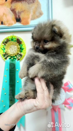 Померанский шпиц мини