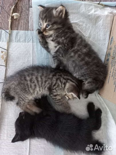 Кошка в дар