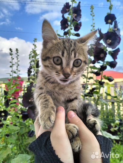 Европейская