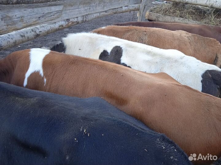 Бычки на откорм