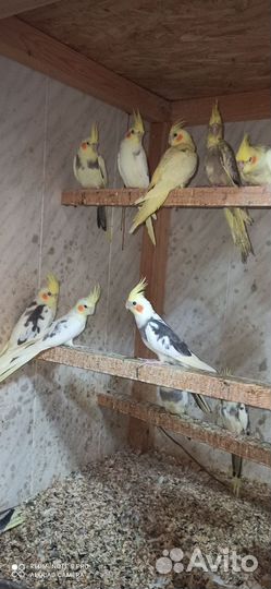 Птенцы попугаев корелл