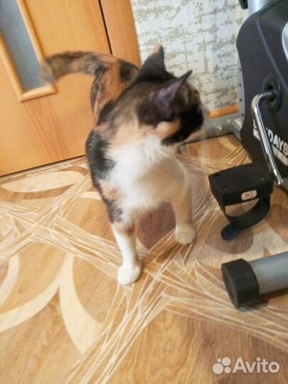 Кот и кошка в добрые руки