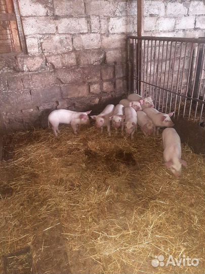 Поросята