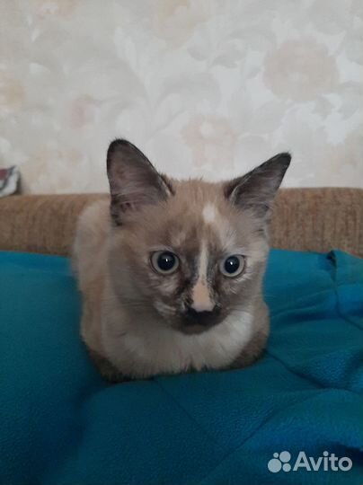 Кошечка в добрые руки