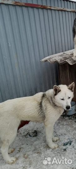 Щенки хаски