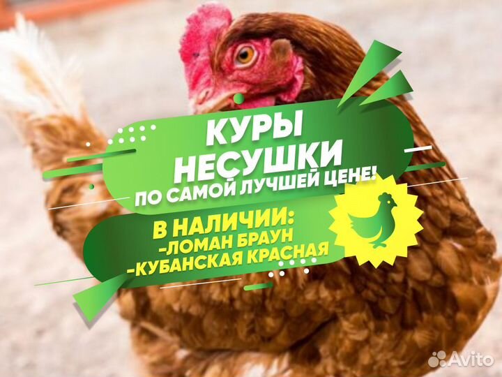 Курочки несушки с доставкой