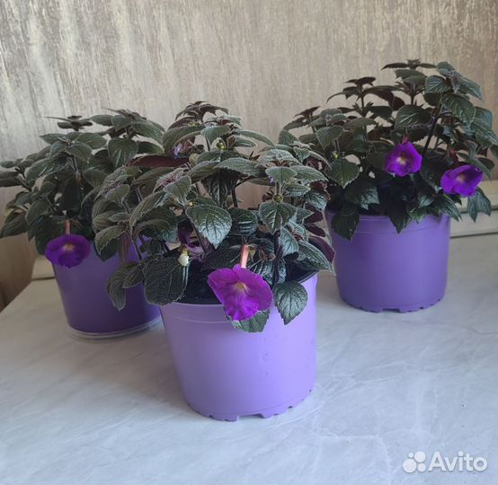 Комнатные цветы