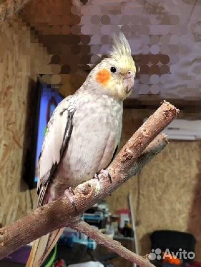 Попугай карелла