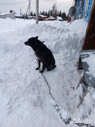 Собака в добрые руки отдам бесплатно