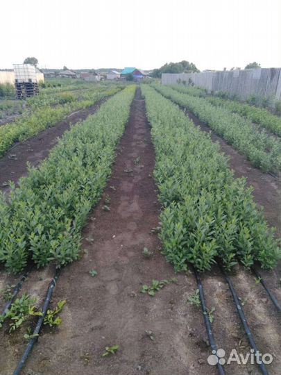 Саженцы вишни Бессея