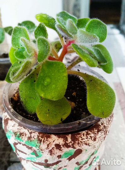 Дерево любви