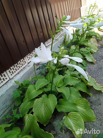 Саженцы садовых и комнатных растений