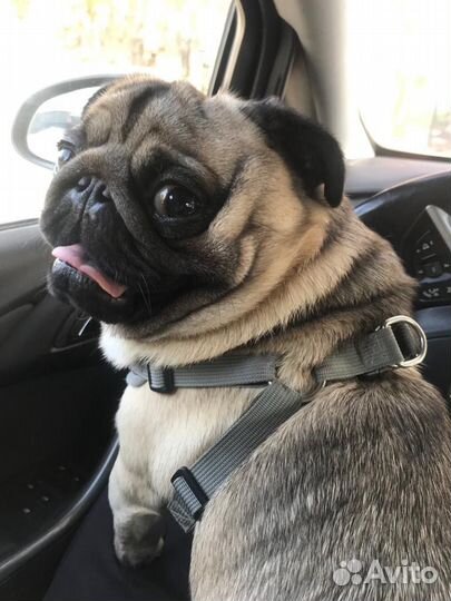 Мопс вязка мальчик