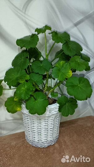 Кашпо из бумажной лозы