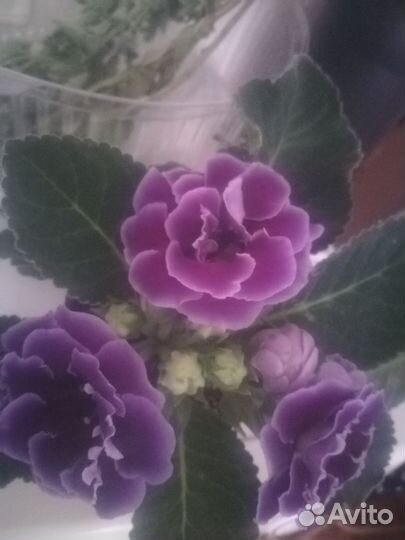 Глоксинья в цвету