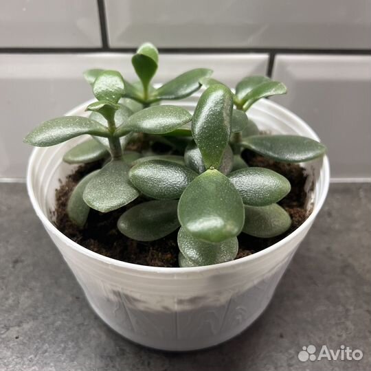 Миртовое дерево пеперомия