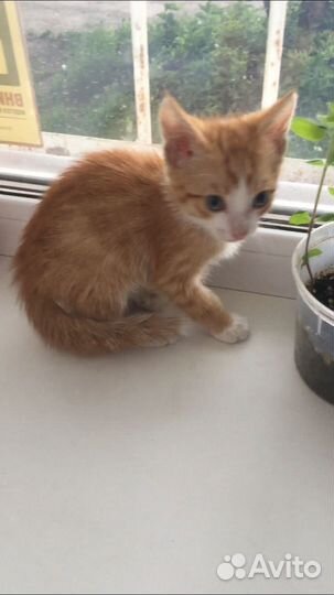 Рыжий котенок в добрые руки мальчик