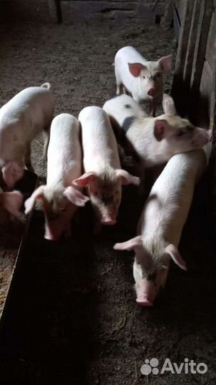 Поросенок ландрас