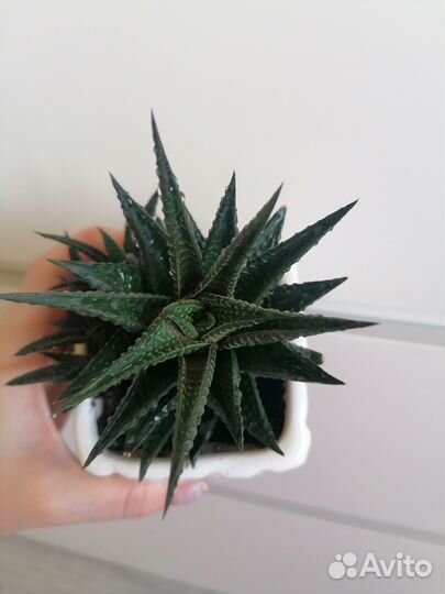 Лимифолия, оксалис (кислица), крассула вариегатная