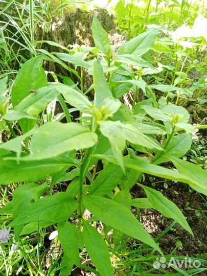 Садовые цветы и кустарники, рябинник