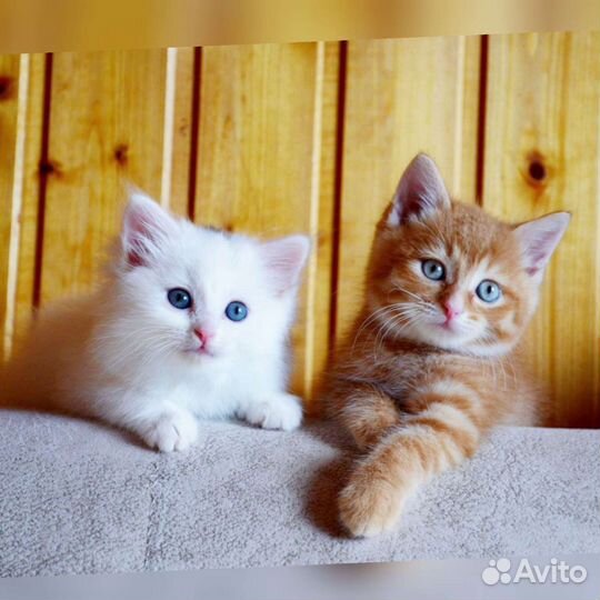 Котята, кошка в добрые руки, помогу найти