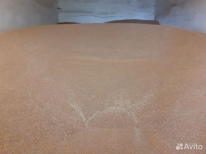 Зерно пшеница