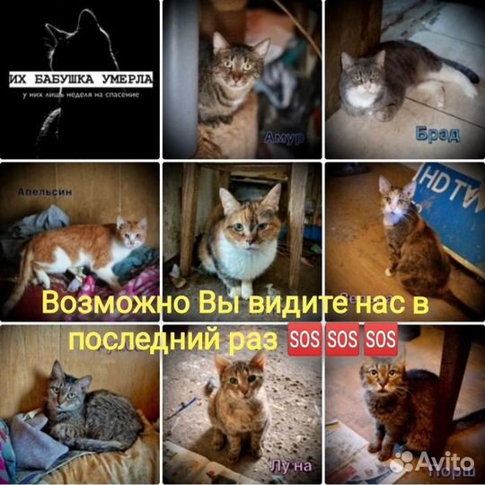 Грозит приют на доживание