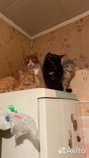 Кошки в добрые руки