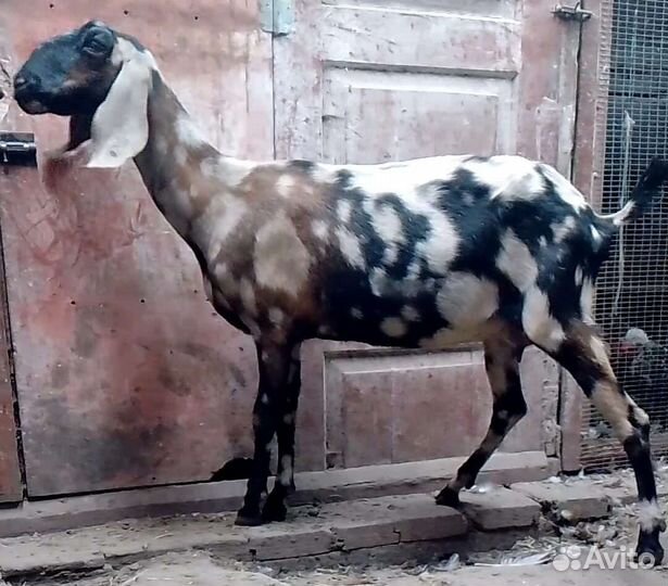 Коза нубийская