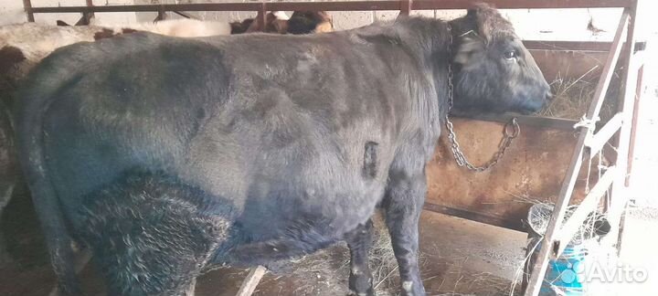 Скотина бык абердин-ангус