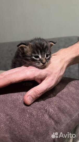 Котенок Мейн-Кун