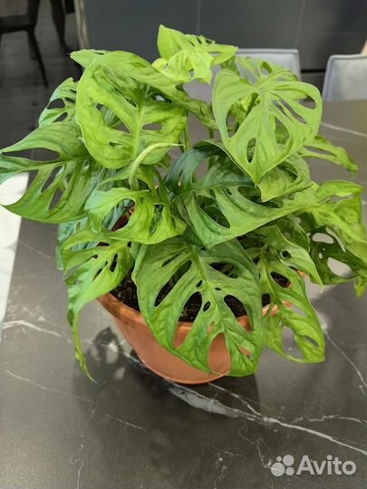 Монстера Манки маск, монстера деликатесная