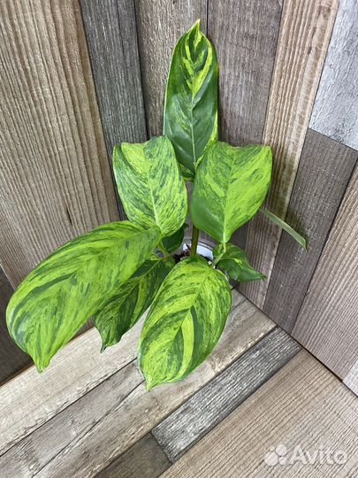 Ктенанта лубберса Е. Морре, Голден Мозаик