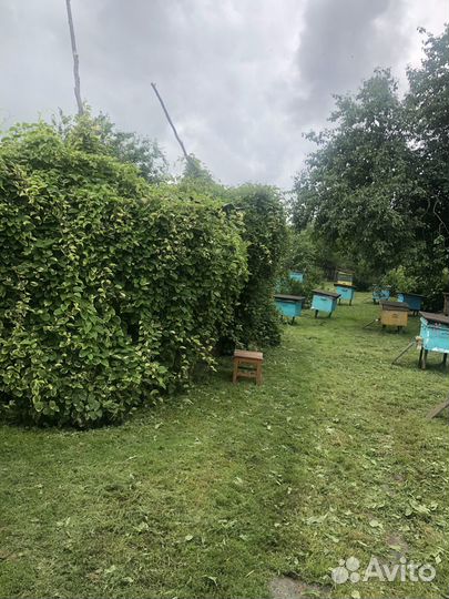 Продам пасеку 25 улей с пчелами