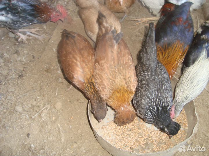 Карликовые куры