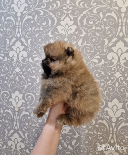 Померанский шпиц мальчик и девочка