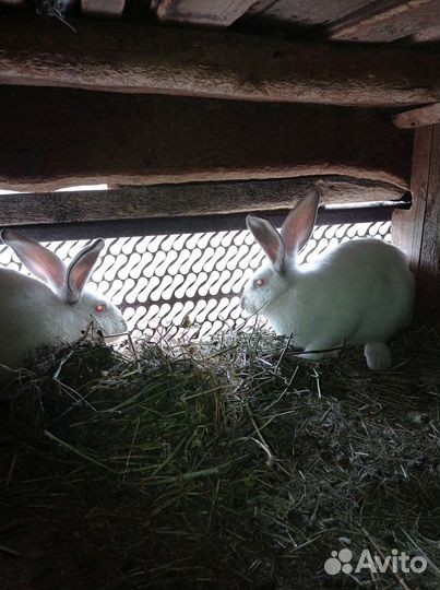 Кролики серый великан