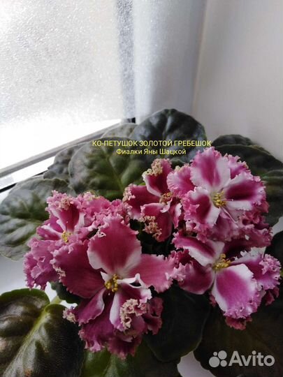 Детки сортовых фиалочек