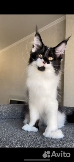 Котята мейн-кун полидакт