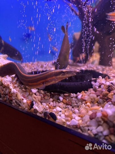 Аквариумные рыбки