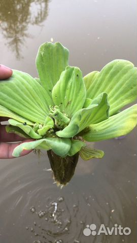 Растения пистия для пруда и аквариума