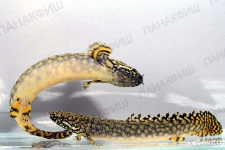 Полиптерусы (многопёры)