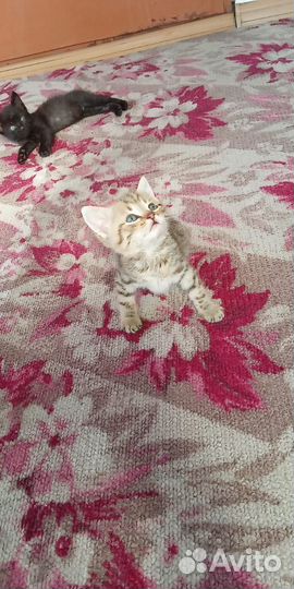 Котята бесплатно